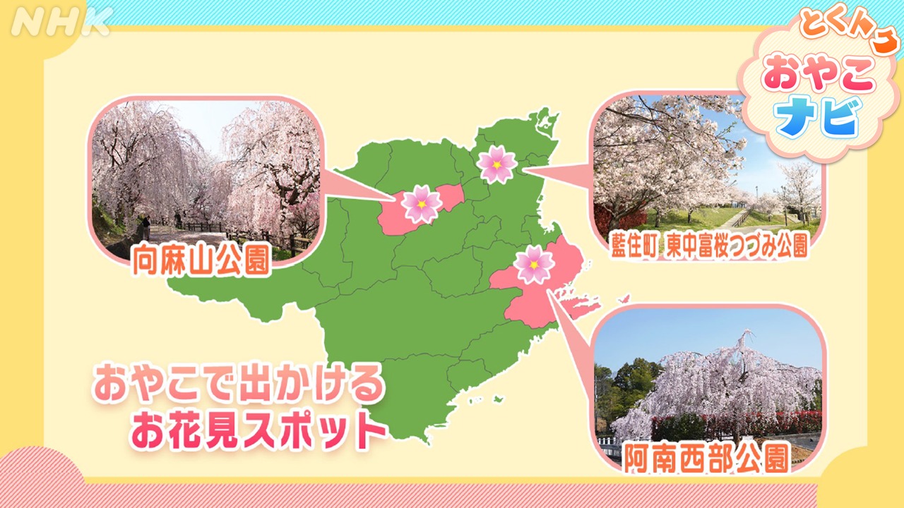 子育て世帯必見　徳島県内の親子で楽しめるお花見スポット３選