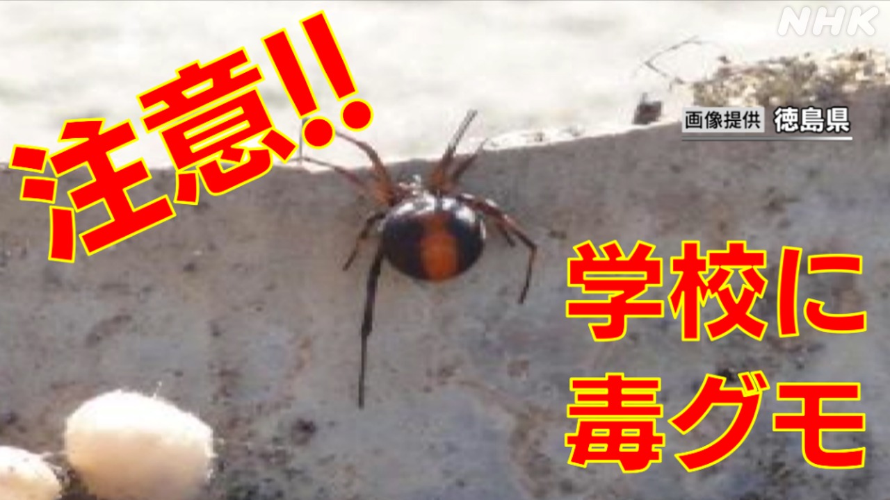 注意！徳島の学校に毒グモ　県内で相次ぐ「セアカゴケグモ」