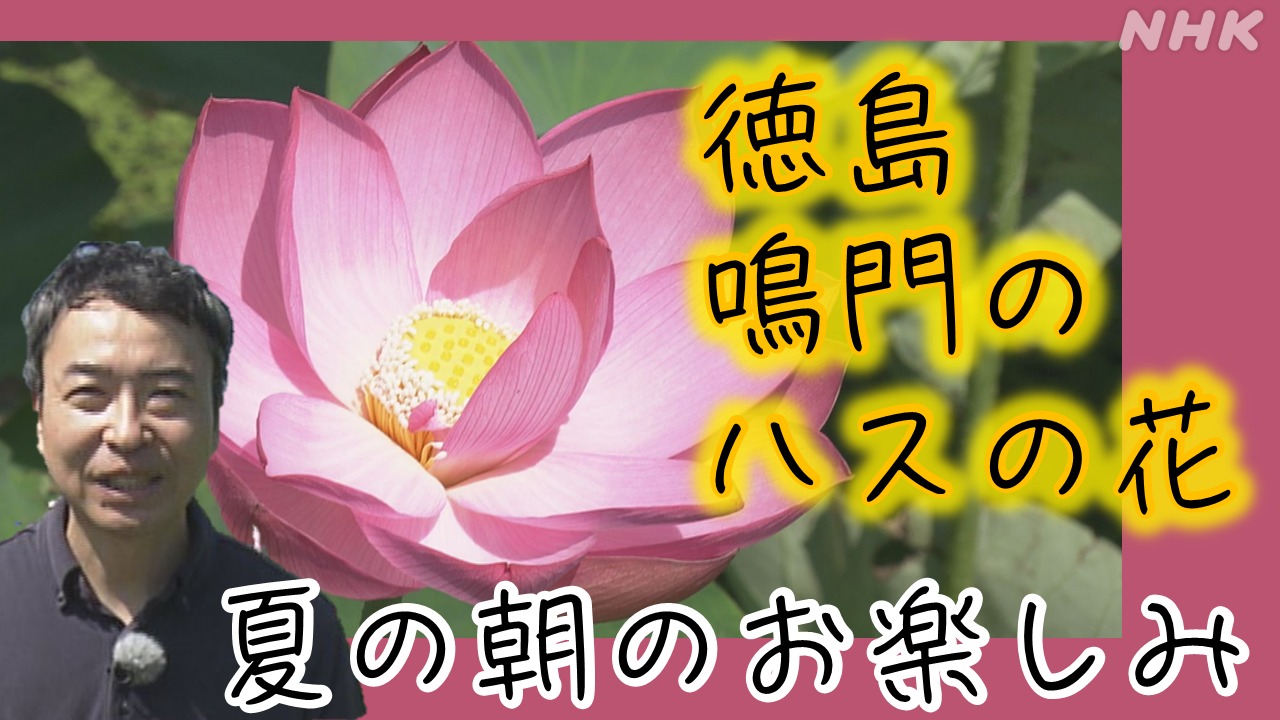 徳島・鳴門ハスの花　夏の朝限定のお楽しみ　下境アナが取材