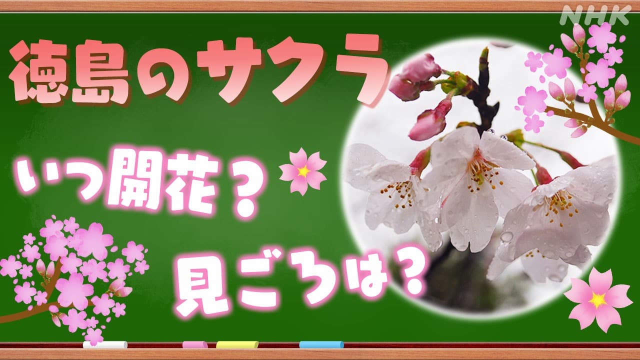 徳島のサクラ2024開花予想 まもなく開花？いつ満開？気象予報士が解説！