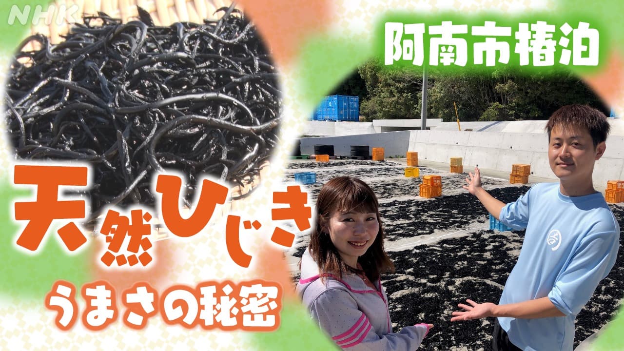 徳島　阿南市椿泊の「天然ひじき」　うまさの秘密を日笠キャスターが取材！