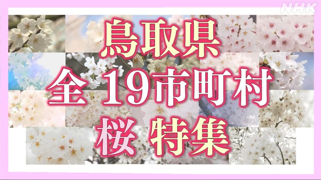 鳥取県内　１９市町村の桜　全て見せます！