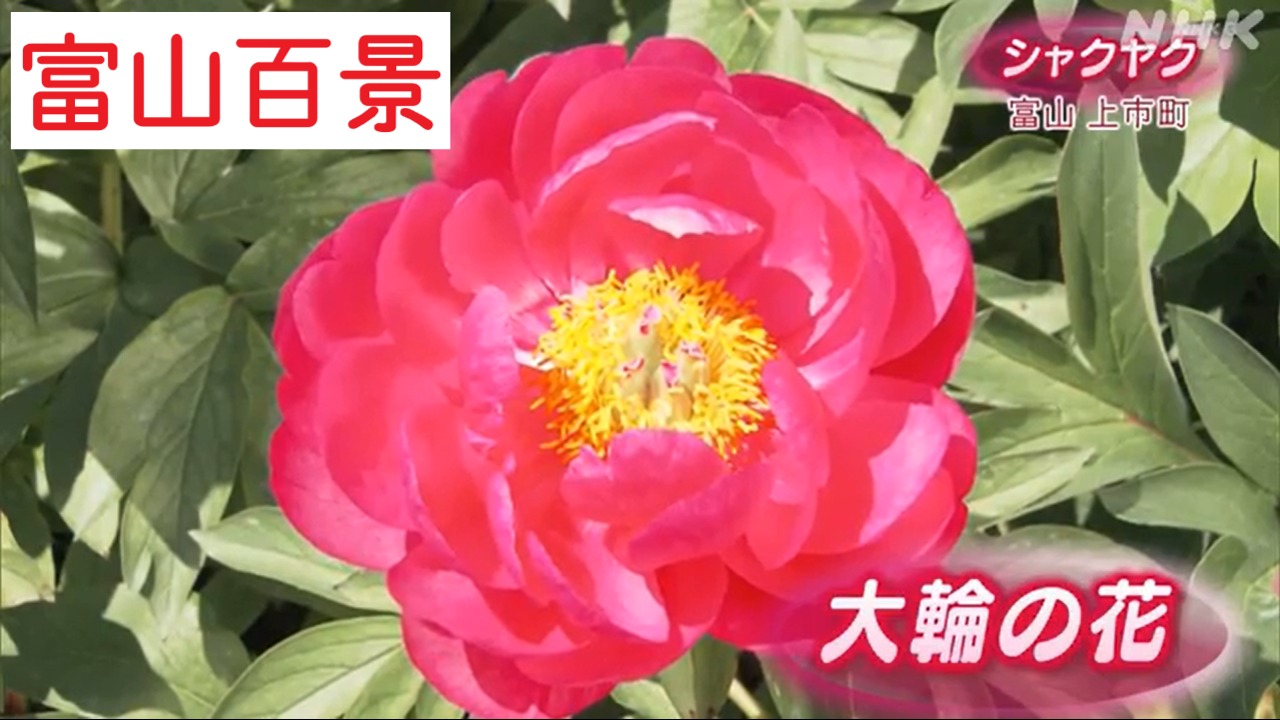 富山百景　大輪の花