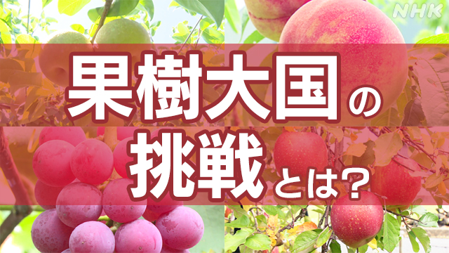 【詳しく】富山県の“果樹大国”魚津市　担い手不足の克服策とは？