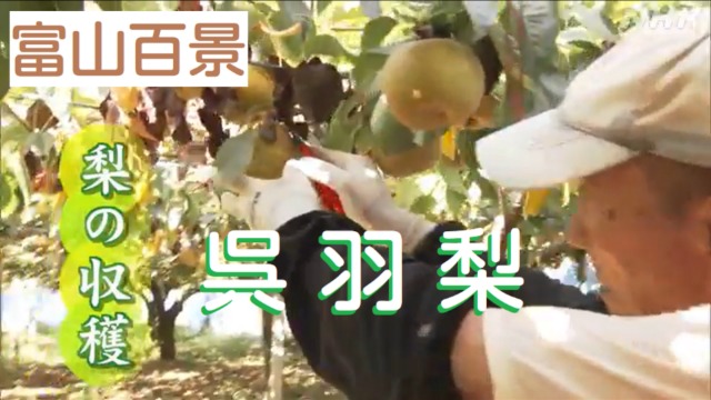 富山百景　梨の収穫
