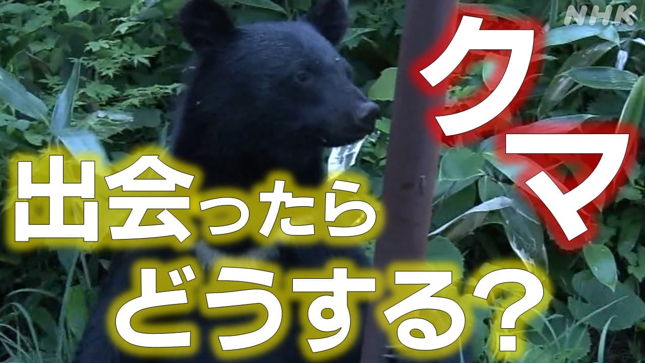 富山でクマ出没相次ぎ死者も もし出会ったらどうする？
