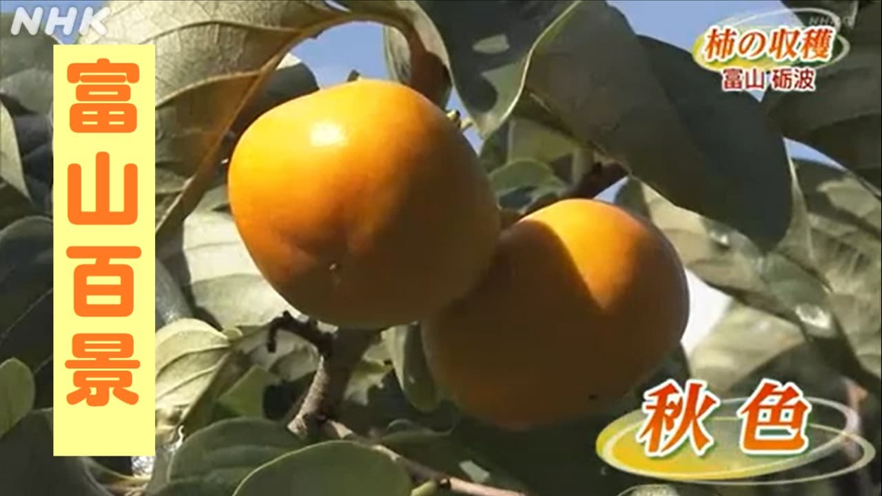 富山百景　柿の収穫