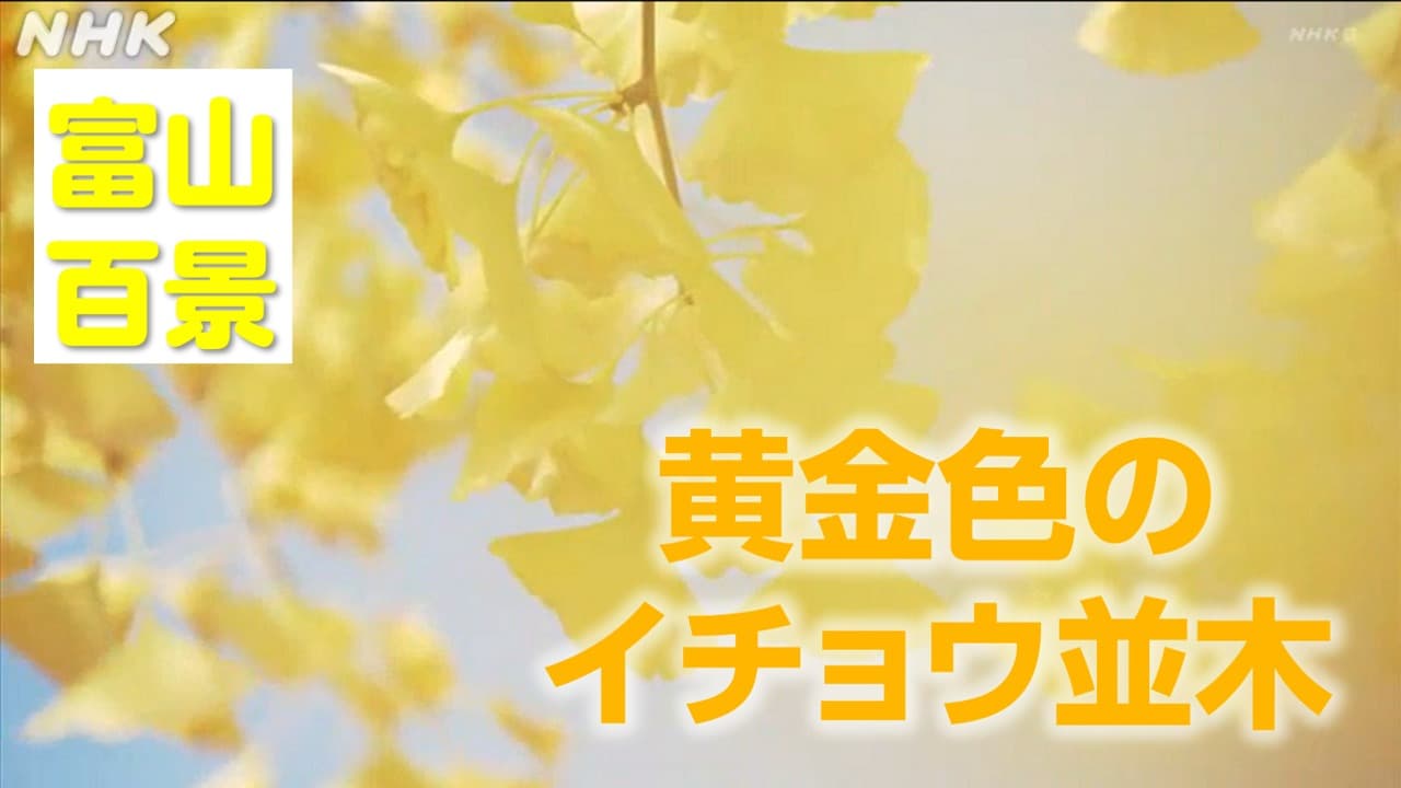 富山百景　イチョウの黄葉
