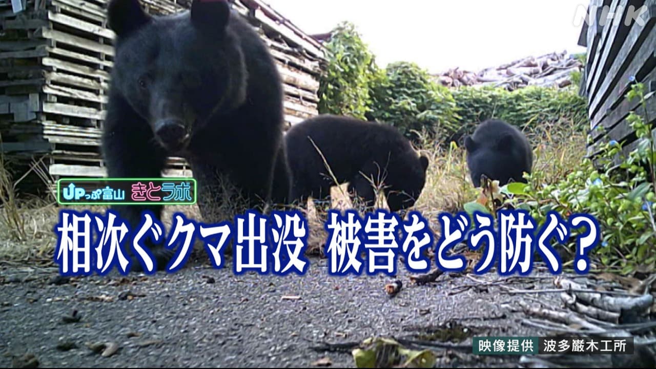 富山でクマ出没相次ぐ　被害を防ぐには？