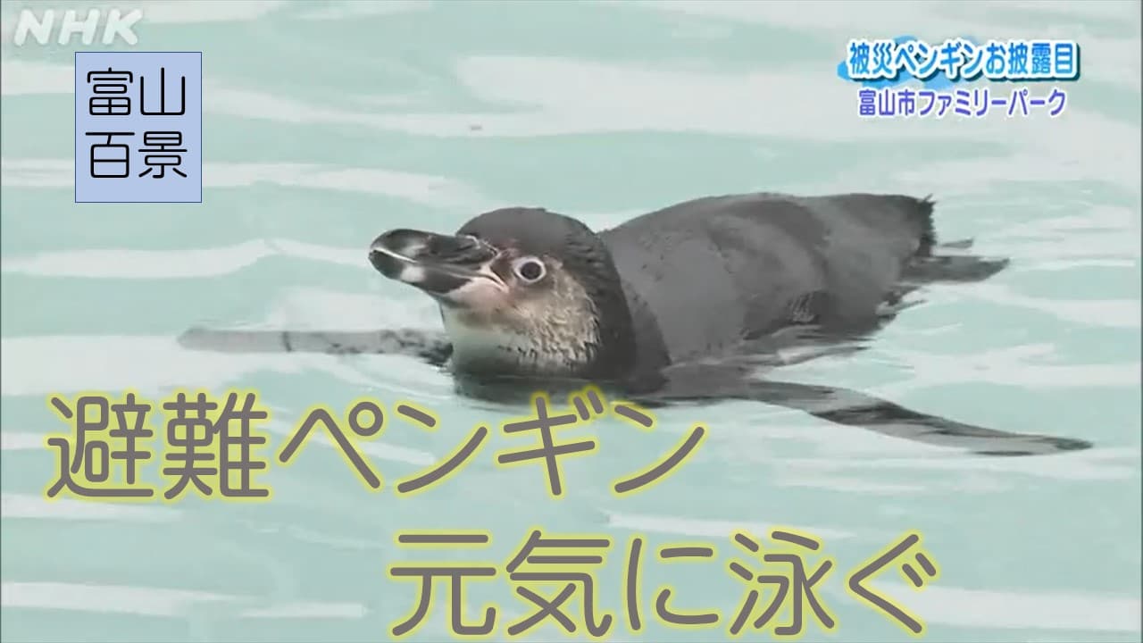 避難ペンギン　元気に泳ぐ