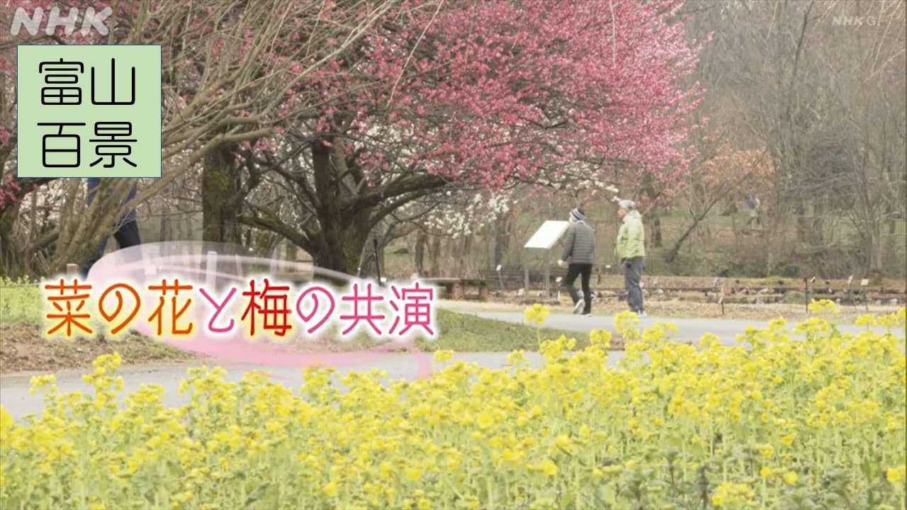 富山百景　菜の花と梅の共演