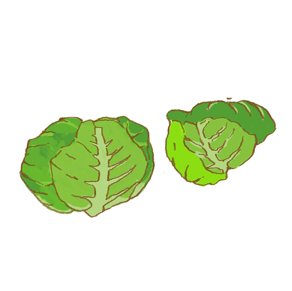 Cabbage | 福島特産物