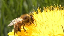 アメリカ発　ミツバチ“大量失踪（しっそう）”の謎